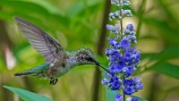 141 - HUMMINGBIRD AT BLUE FLOWER - FIGUCCIO ALBERT - united states <div